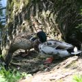die Enten suchten lieber Schatten