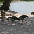 die alten waren schwer beschäftigt :-)