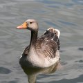 der Tag war heiß und die Gans fast zu beneiden