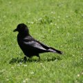 eine ganze Wiese voller Raben - und den hier fand ich besonders lustig