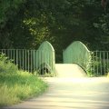 abindenjungle