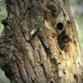 baum3
