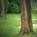 baum4