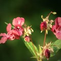 blume