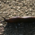 nacktschnecke