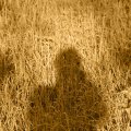 schatten