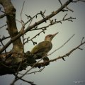 vogel