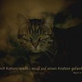 25. Juli 2011 Fotomontage; Katze und Himmel heute Morgen fotografiert