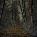 Unser Wald