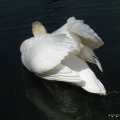 bewegung