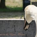 schaumirindieaugen