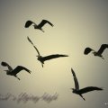 birdsflyinghigh