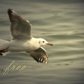 free