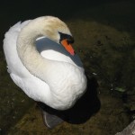 lewis1-12062011
