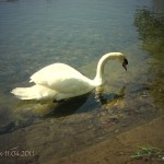 lewis11042011-3