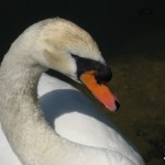 lewis3-12062011