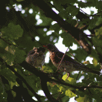 morningbird2